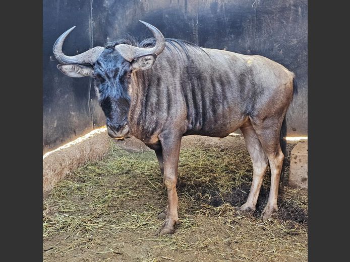 BLOU WILDEBEES BUL
