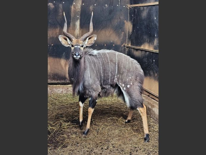 NYALA (no vat) | BIG HORN 1