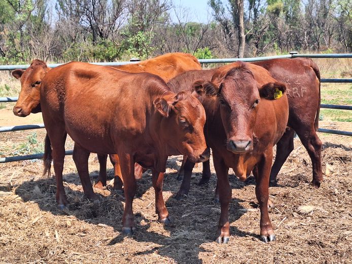 Commercial Animals | Culmpine Bonsmaras