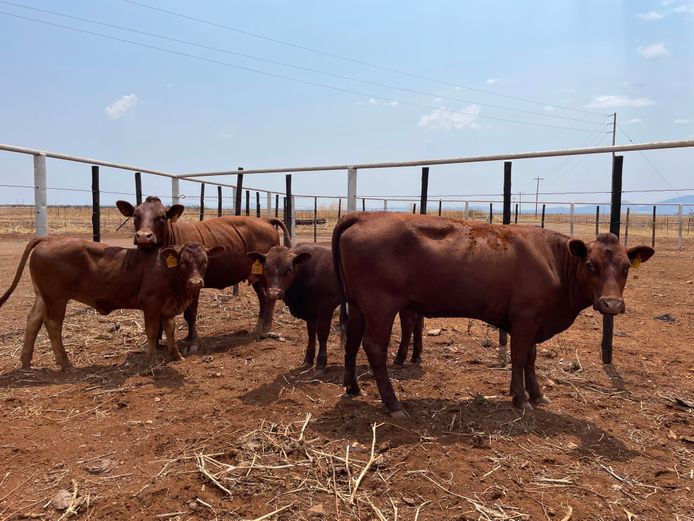 Commercial Females - Harcor Boerdery