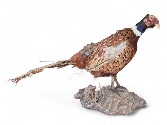Male Ring-Necked Pheasant Taxidermy