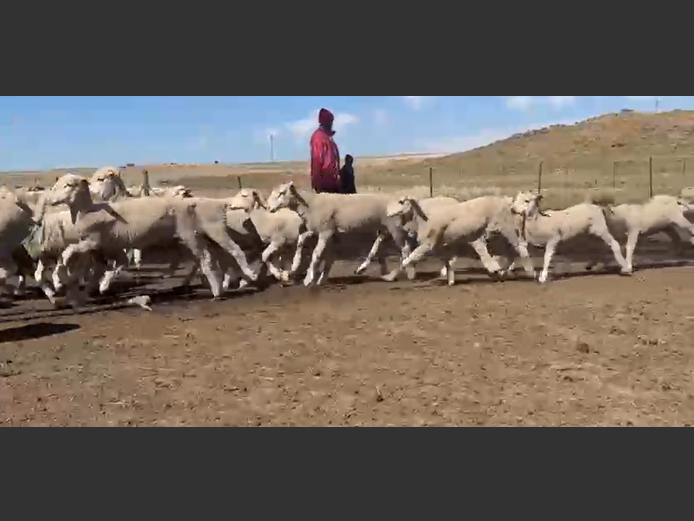 Sheep