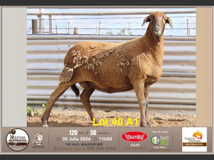 B25.146 | Jacques Strydom - Karoo Shalom Meatmasters