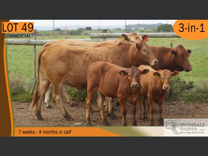 Commercial Animals | AVONDALE TULI