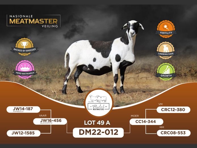 DM 220012 | MODEL MEATMASTERS