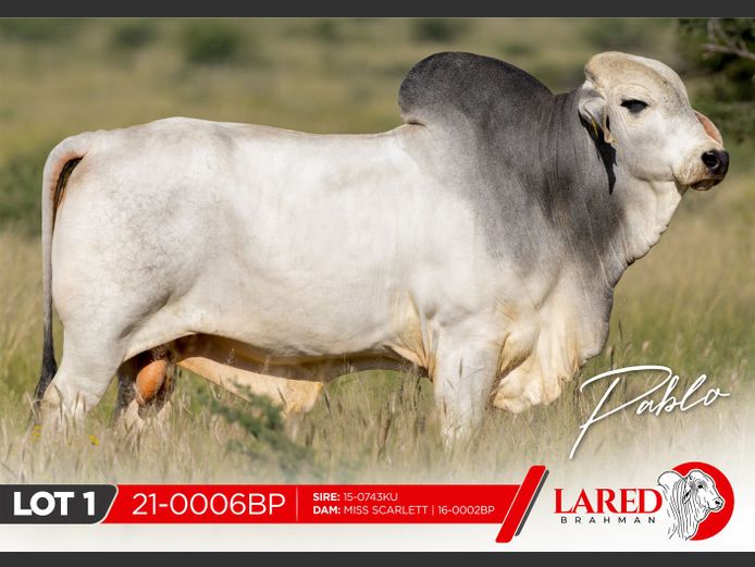 21-0006BP | LARED BRAHMAN