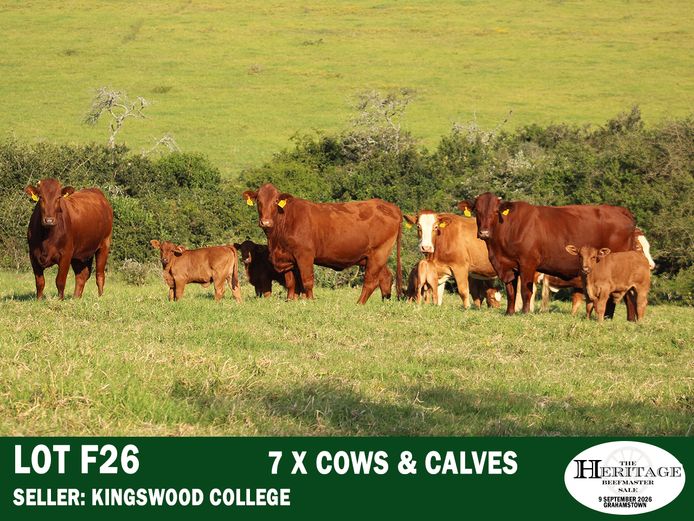 Female Animals | Kingswood