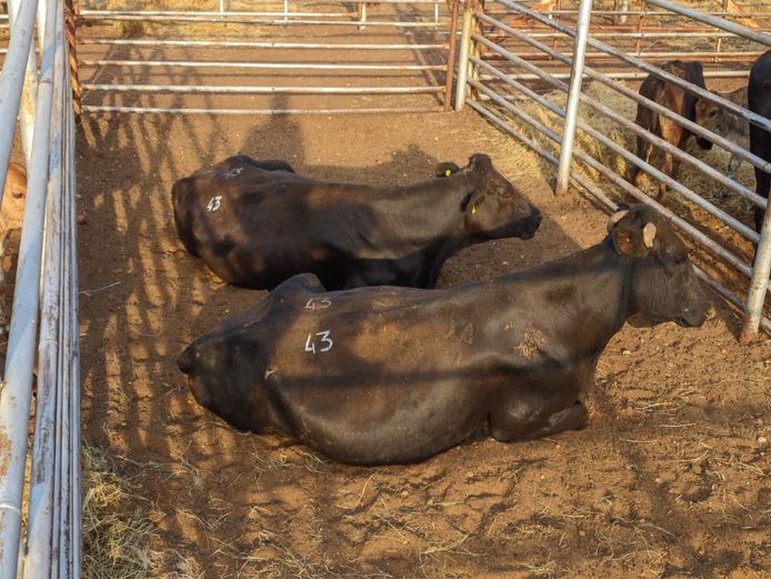 VAN NIEKERK PJ | DAIRY CATTLE 