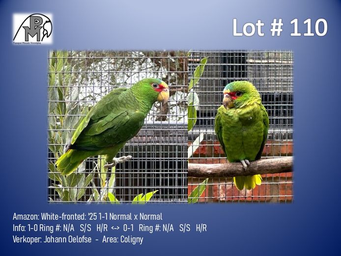 1-1 '25 Amazon: White-fronted: Normal x Normal - Johann Oelofse