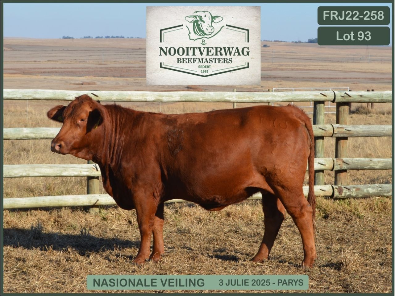 Lot 93 | 26STE NASIONALE BEEFMASTER VEILING | SwiftVEE | South Africa’s ...
