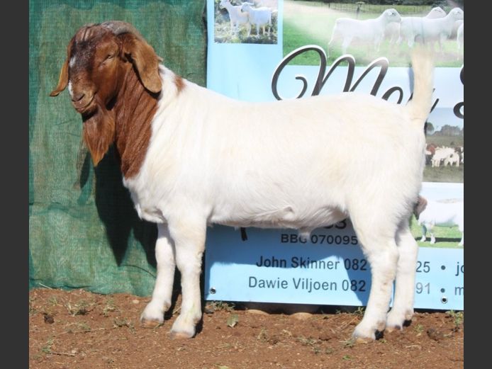 1633 25 0911 | Mon Desir Boergoats