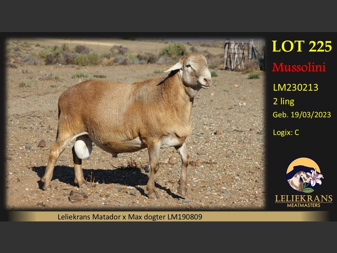 LM230213 | LELIEKRANS MEATMASTERS