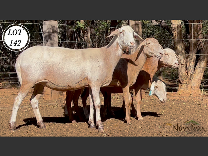 Ewes | Nova Terra Agri 