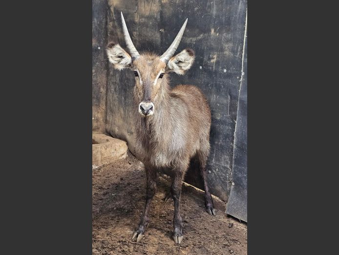 WATERBUCK | RIPICA TRUST