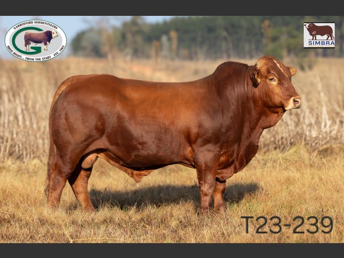 T23239 | GK TAYLOR