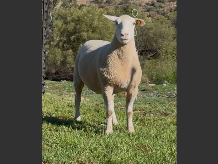 DH240187 | HEYMAN STUD FARM PTY LTD