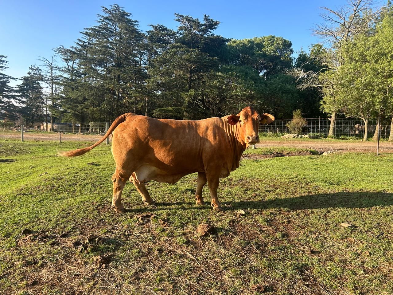 Lot 6 | 26STE NASIONALE BEEFMASTER VEILING | SwiftVEE | South Africa’s ...