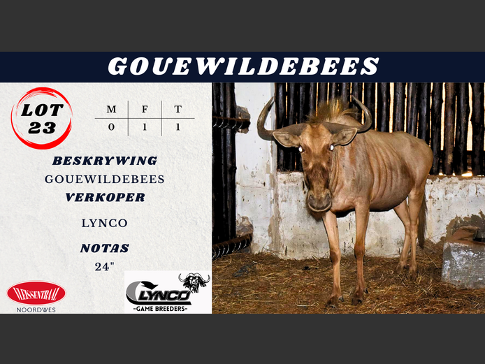 GOUE WILDEBEES