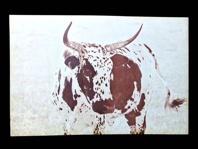 Large Nguni Canvas Print