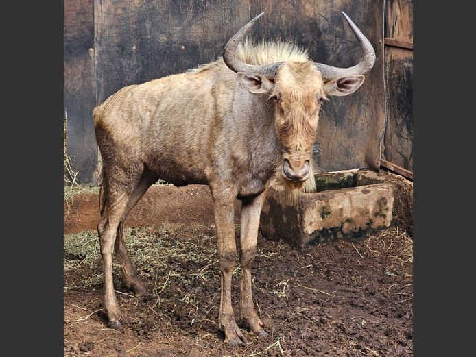 GOLDEN GNU | CHAZAKAMATS