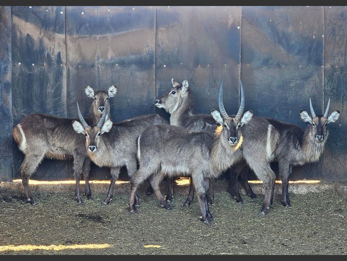 WATERBUCK | HELICON