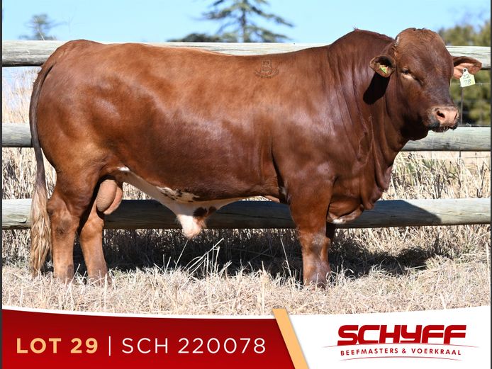 SCH 220078