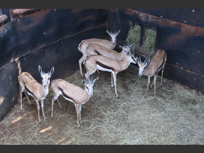Springbokke Groot