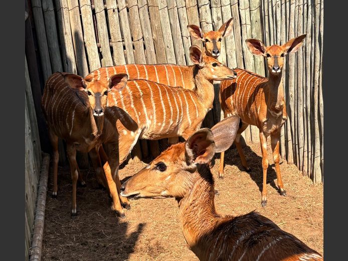 Nyala Ooie