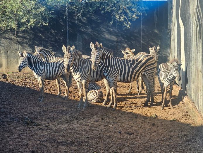 ZEBRA | FOREVER RESORT