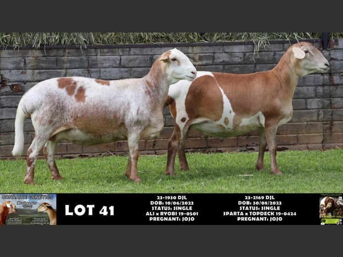 23-1930 DJL |  DIRK LOUW