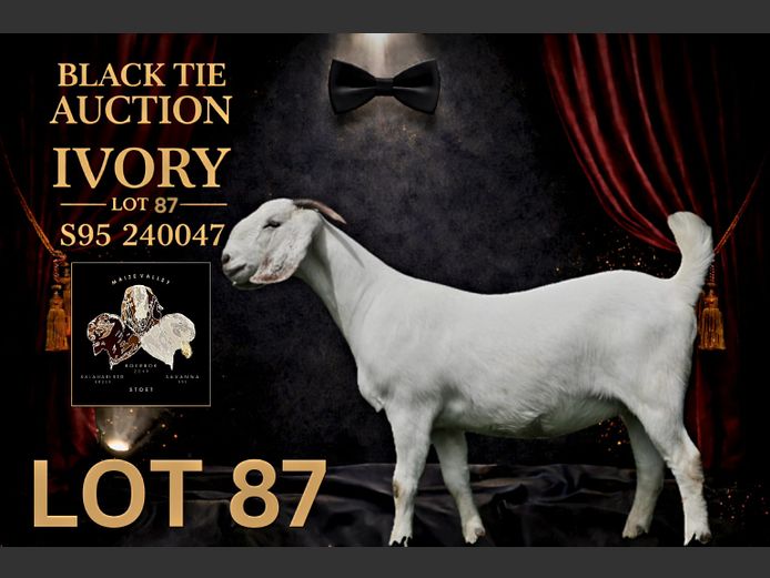 95240047 | Maize Valley Savanna stoet