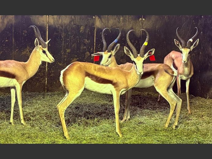 Damara Springbok Ram