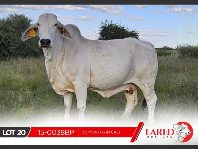 15-0038BP | LARED BRAHMAN
