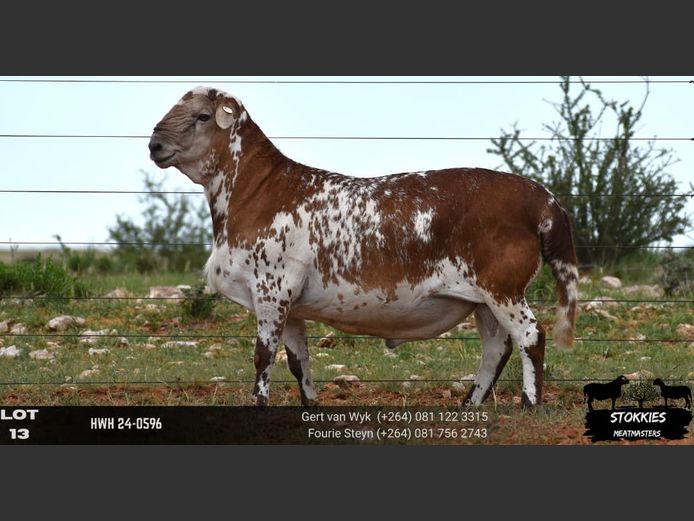 HWH24-0596 | STOKKIES MEATMASTERS 