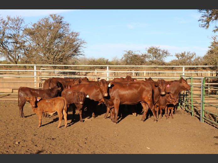 Commercial Animals | H DU PREEZ