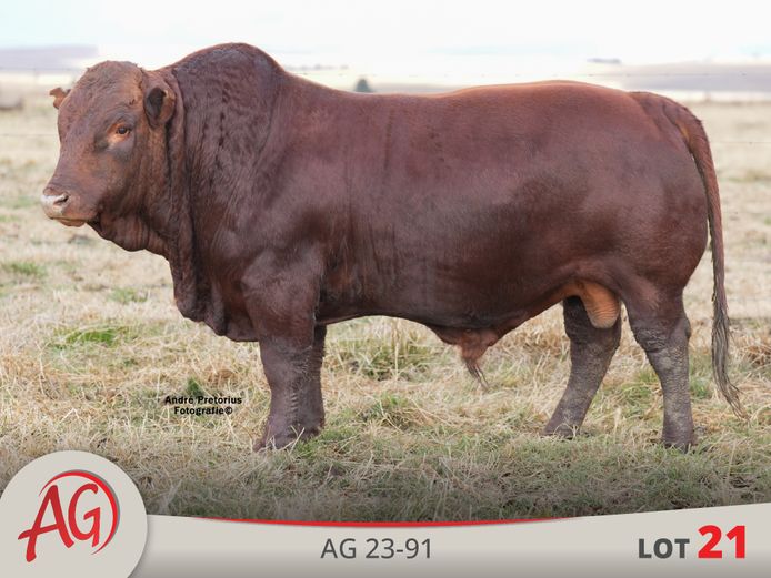 AG230091 | ARTHUR DE VILLIERS & SEUN