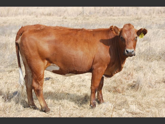 Commercial Animals