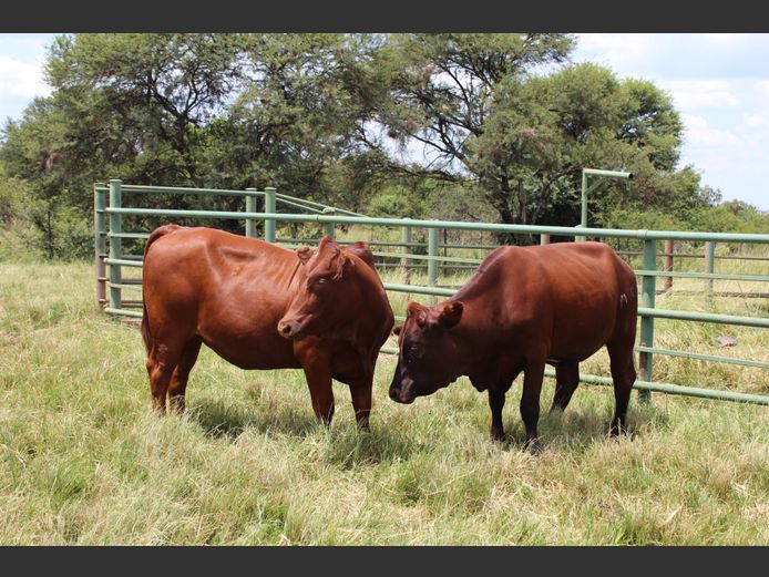 Commercial Animals | Suurberg Bonsmaras