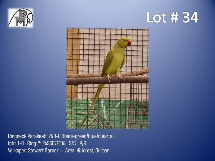 1-0 '24 Ringneck Parakeet: Dhani-green/blue/cleartail - Stewart Garner