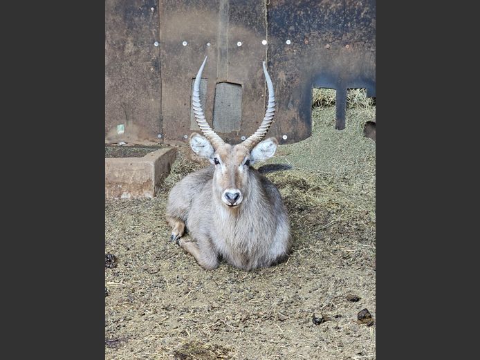 WATERBUCK | HUGOMOD