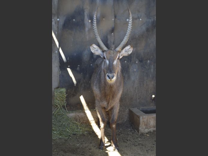 Waterbok | Hendrik vd Merwe