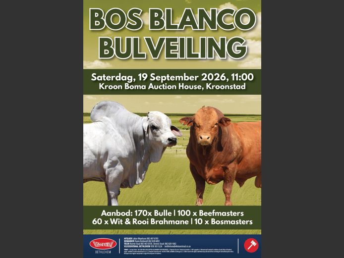 BOS BLANCO BUL VEILING 