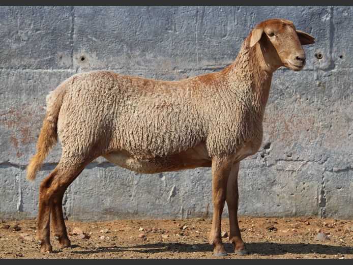 CRL 24.387 | Riaan Liebenberg - Hanri Meatmasters