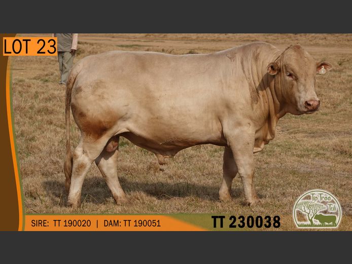 TT 230038 | S.T.R. MAINS-SHEARD