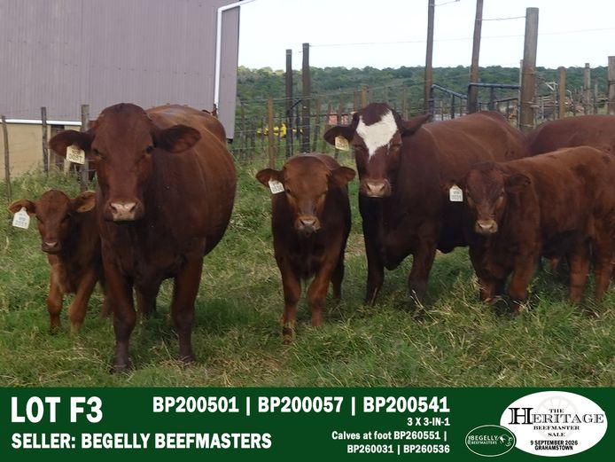 Female Animals | Begelly Beefmasters