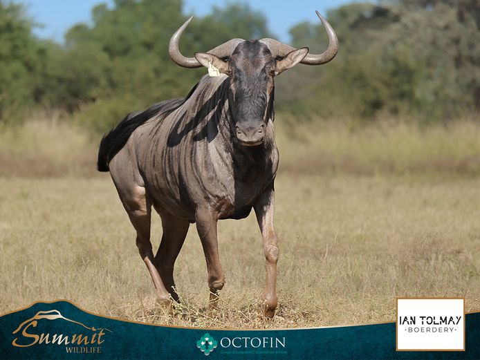 32 1/8" BLUE WILDEBEEST BULL "KAVIMBA"