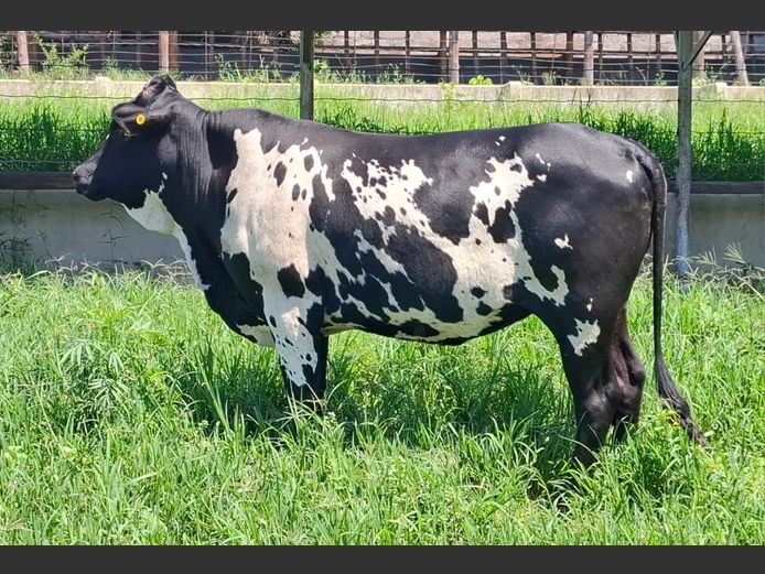 LEB 230038 | D.S. REED & SON PTY LTD