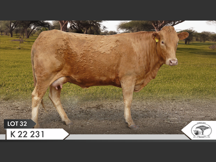 K 220231 | KOPERKOP HUGENOOT STOET