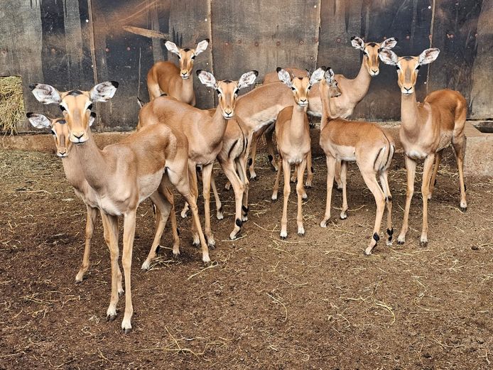 ROOIBOK | WERKENDAM SAFARIS