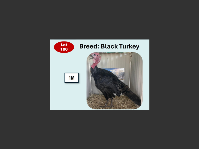 BLACK TURKEY | ANNUAL MYTILUS AND ELOFF